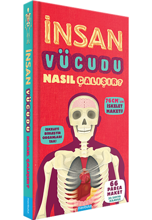 İnsan Vücudu Nasıl Çalışır?